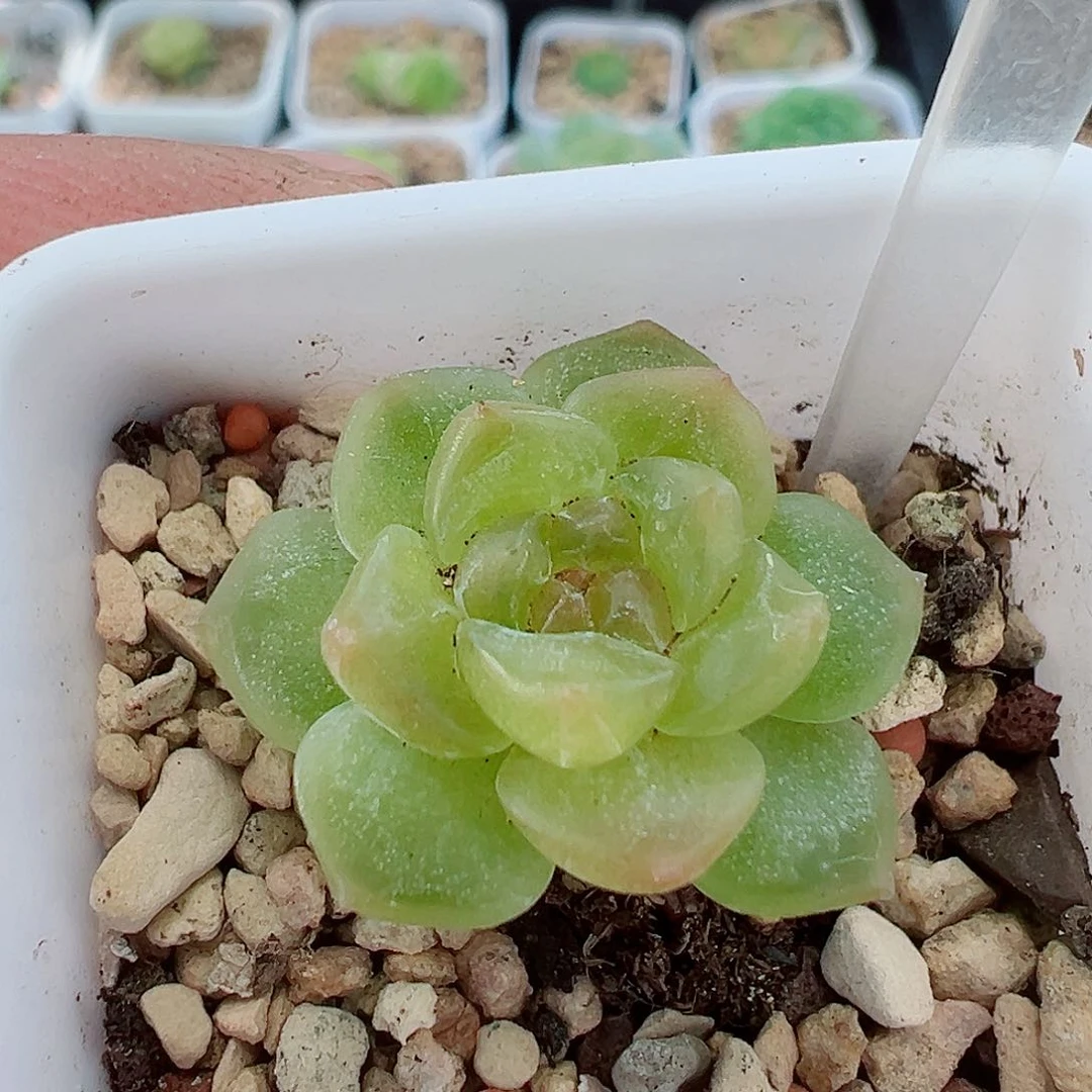 512哈哈哈哈哈哈哈哈我笑