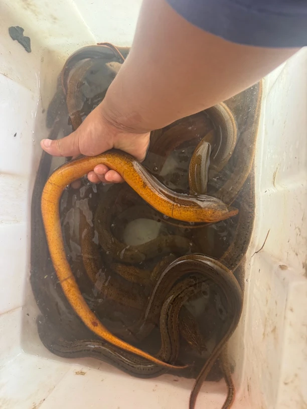 （活发）3~4两精品土黄鳝 正宗苏北纯野生土黄鳝 鲜活到家 顺丰包邮