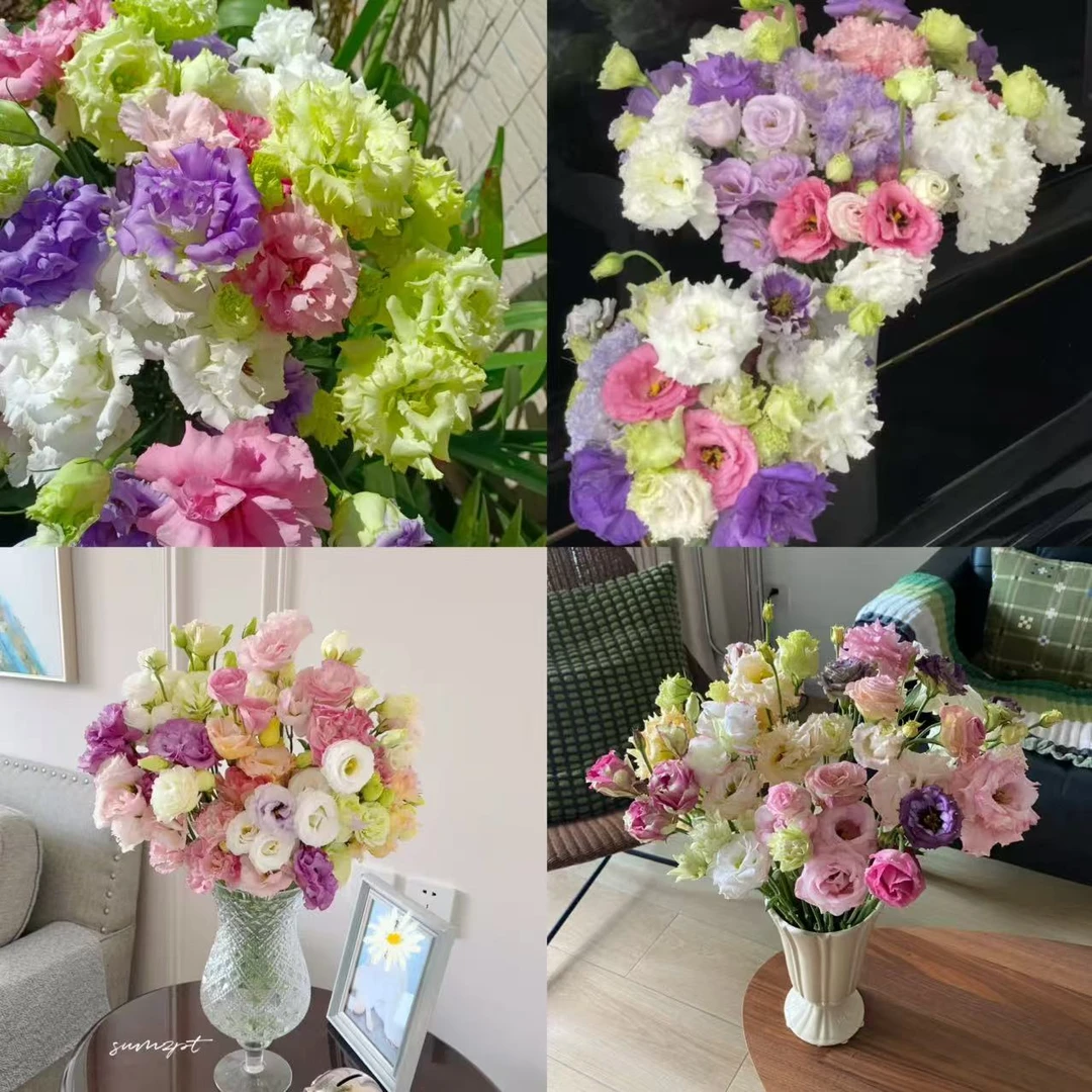 【混色洋桔梗】云南优选鲜切花昆明基地直发家用插花节日