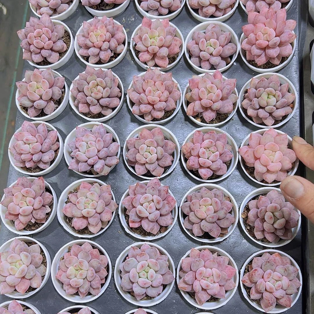 碧半夏19包邮多肉植物