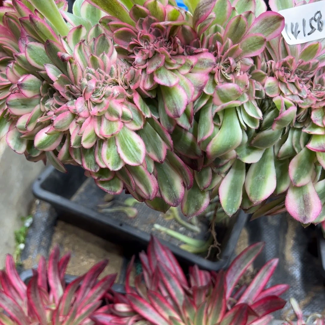 背****默158荔枝缀多肉植物