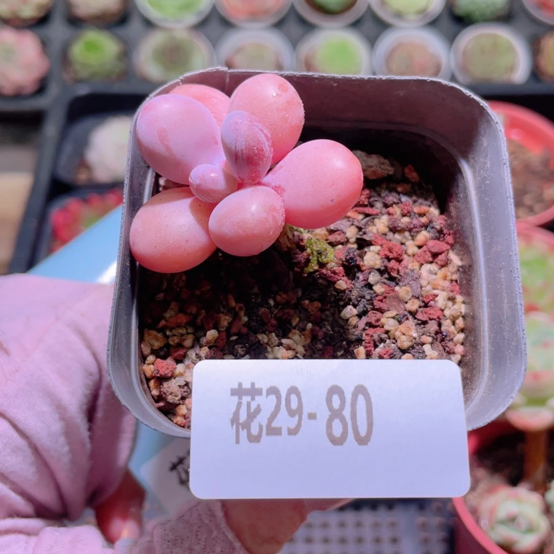 花利美29-80桃蛋单头