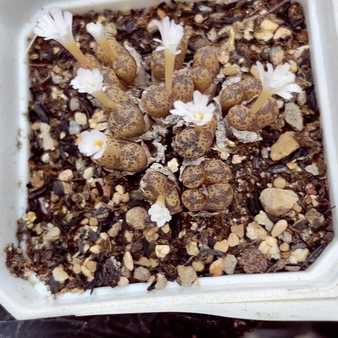 生石花满18包邮0924-172