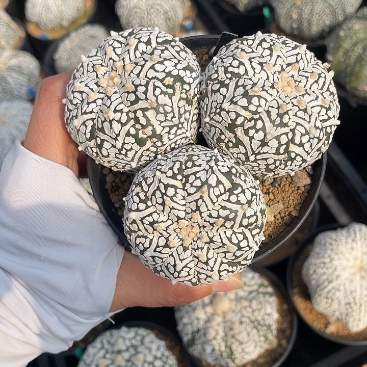 三头v兜特价不退换