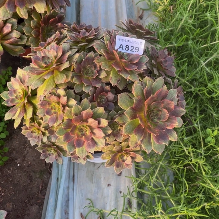 829 多肉法师不包断枝