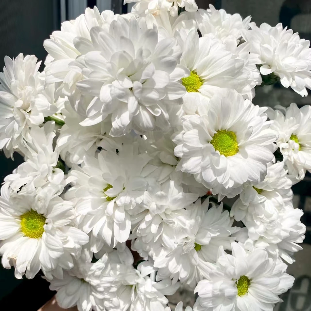 10枝白雪公主小雏菊 花期超长待机【两单顺丰冷链或京东快递】鲜花
