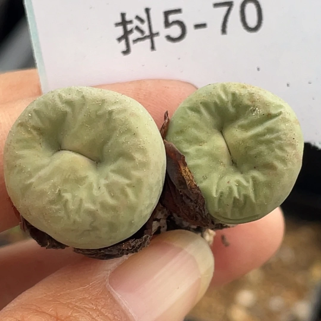 5-70嘴多肉植物肉锥