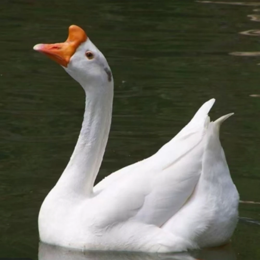 【家养大白鹅】四季产蛋大白鹅幼崽包邮到家