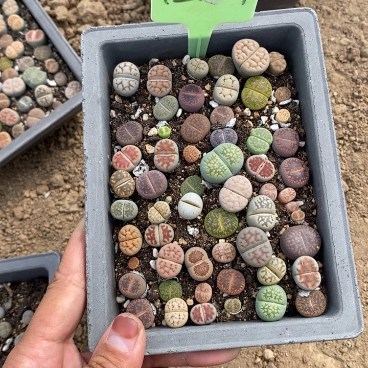 铜***语生石花等植物的生长954