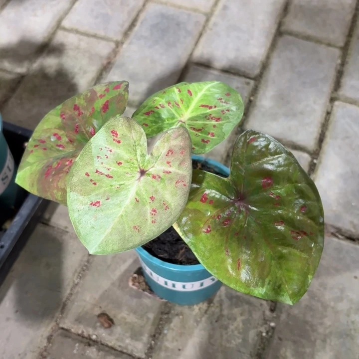 泰国彩叶芋28-1017