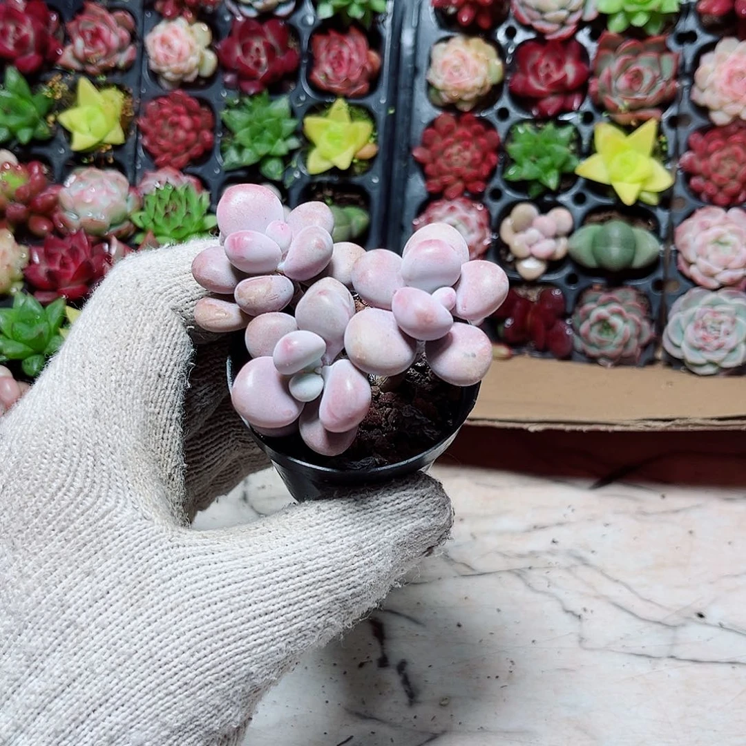 月**弯三头桃蛋群，多肉植物