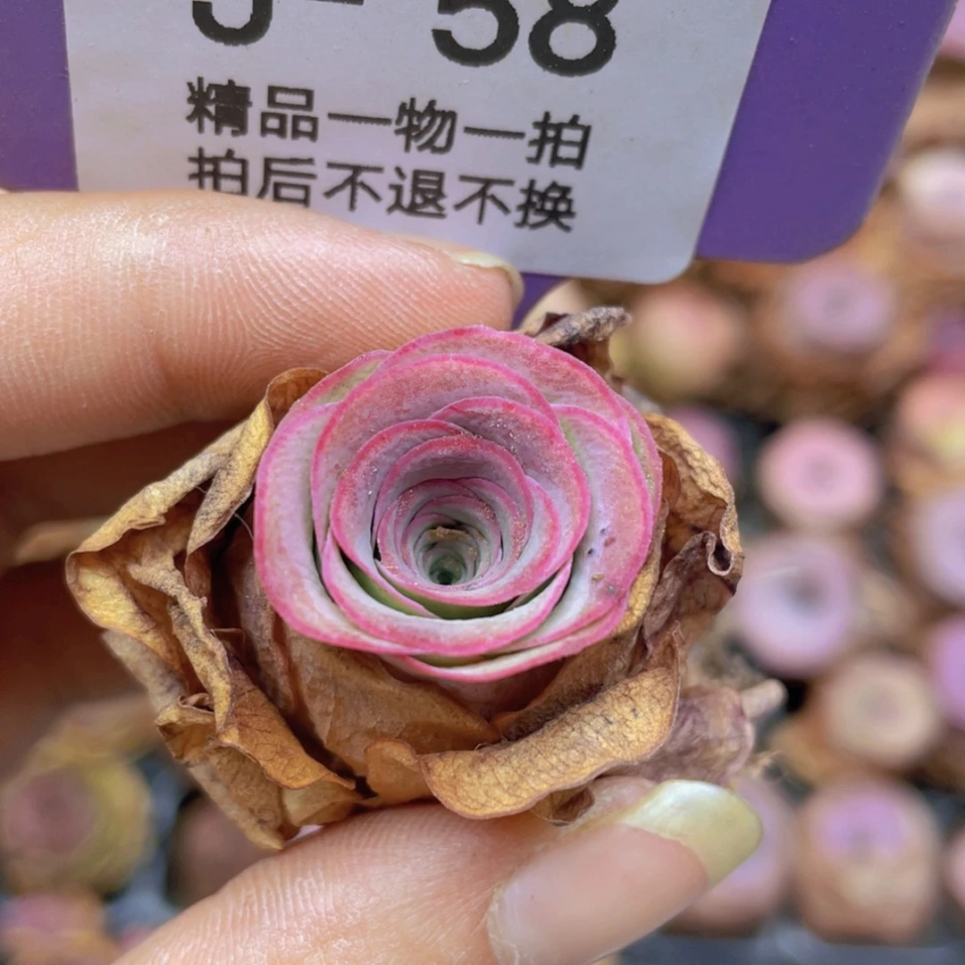 影***颖山地玫瑰J58满38包邮裸根发货