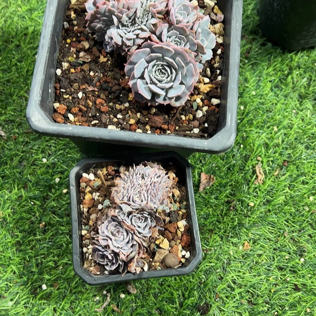 弄***！天赐缀化2颗多肉植物