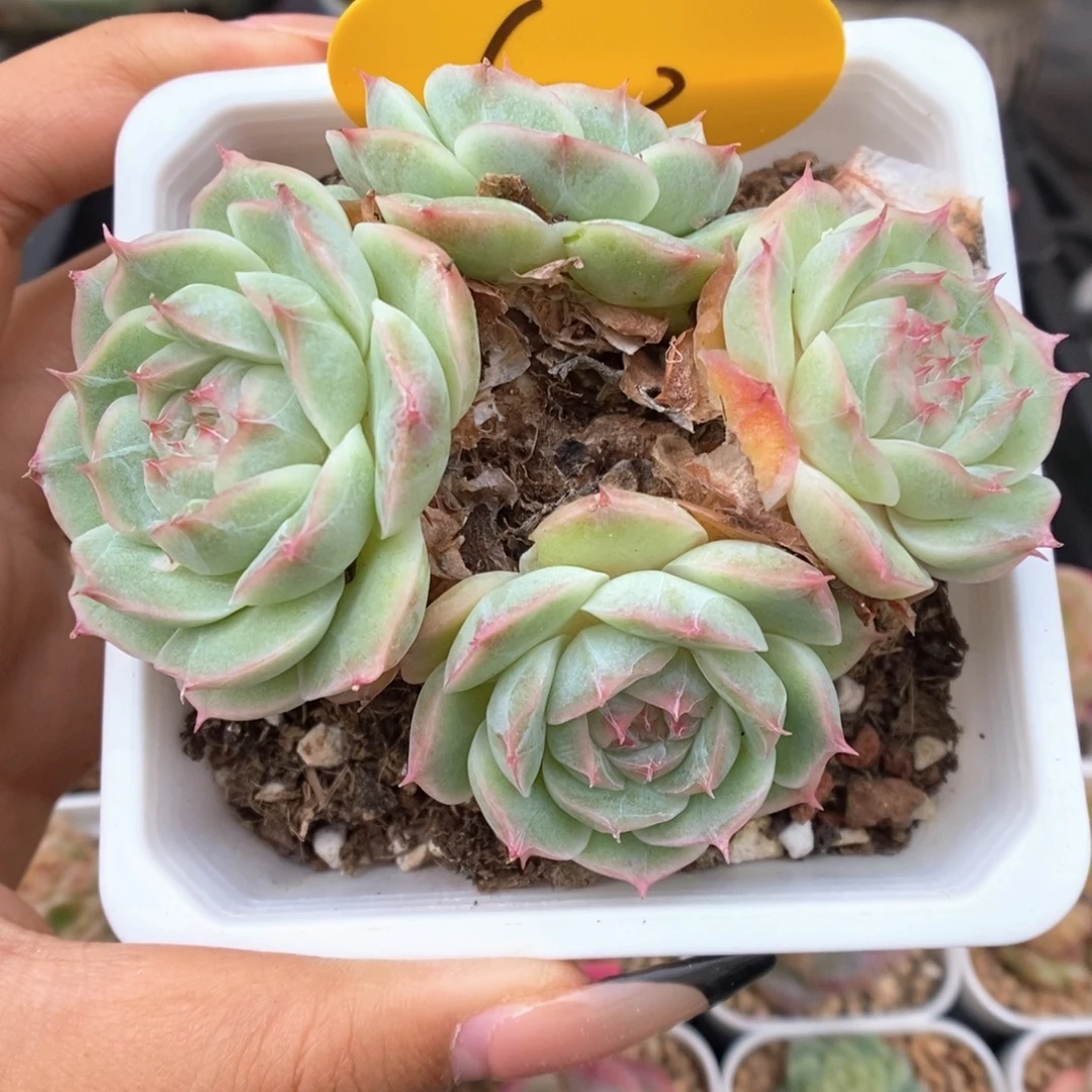 白芷珍妮群生503号