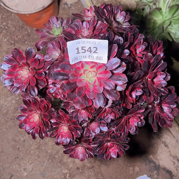 1542香奈尔多肉植物老桩