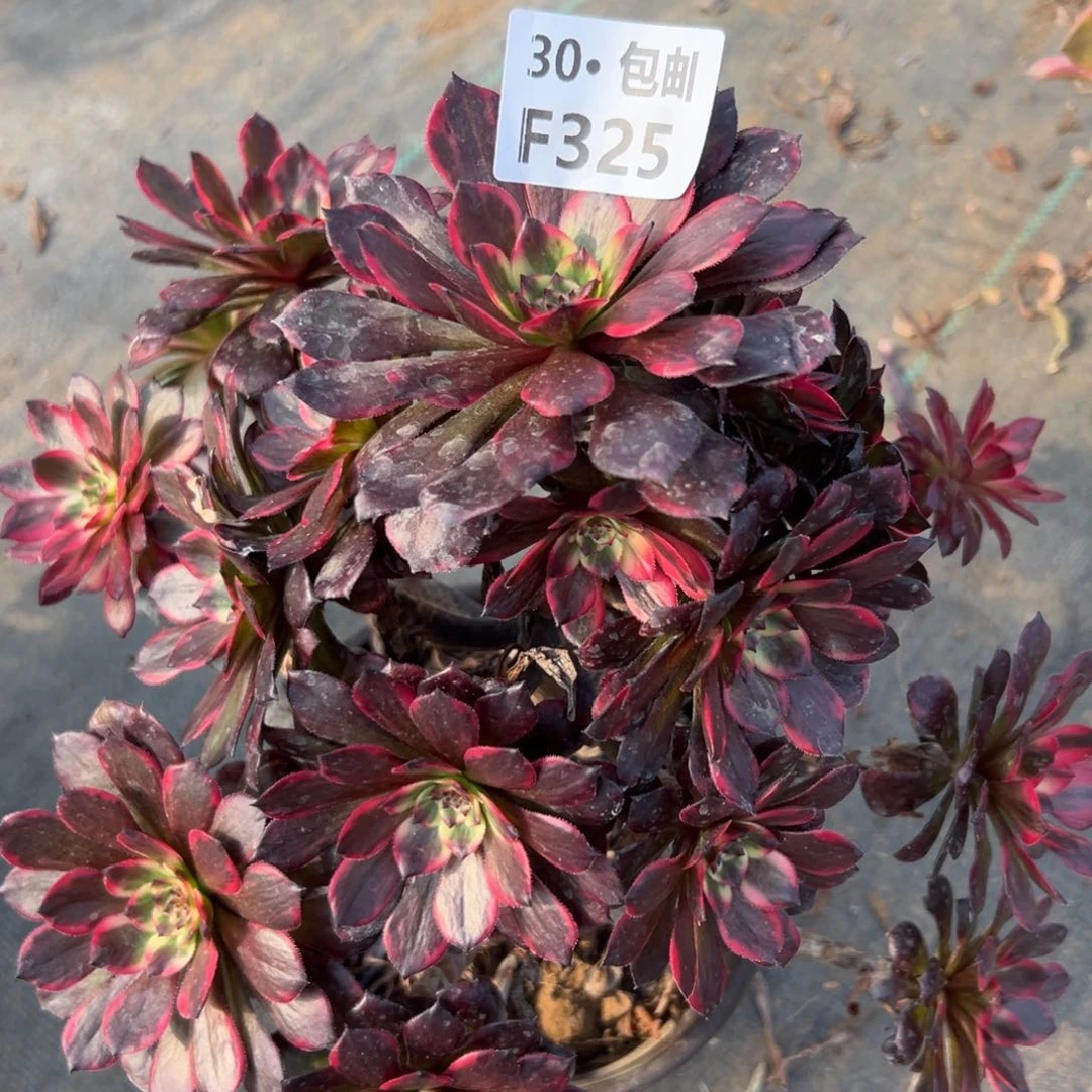 春*325多肉法师烟花