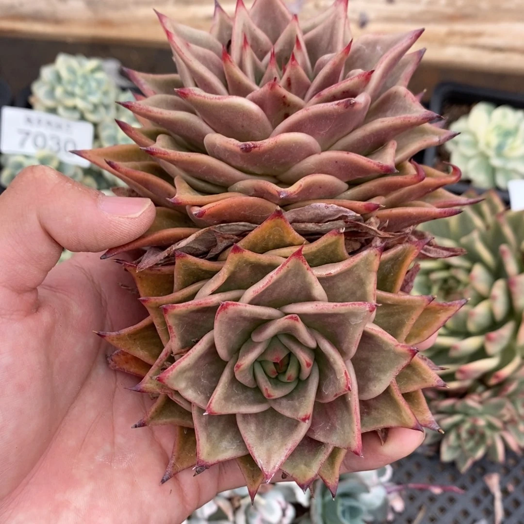 星星锦多肉植物7041