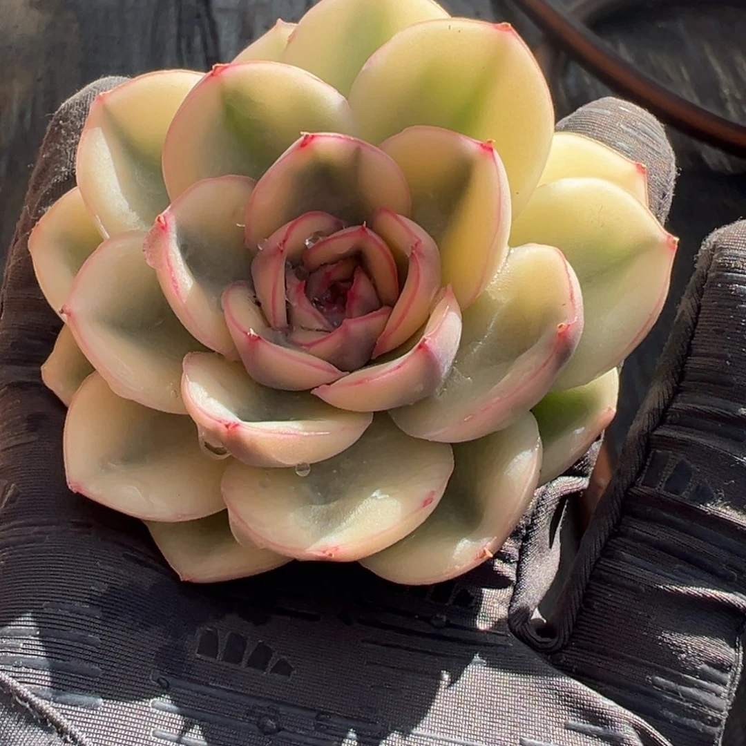 武仙座锦，超白覆轮锦头盖无根