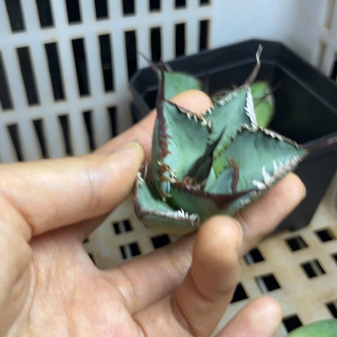 @***鸿龙舌兰仁王冠芽子