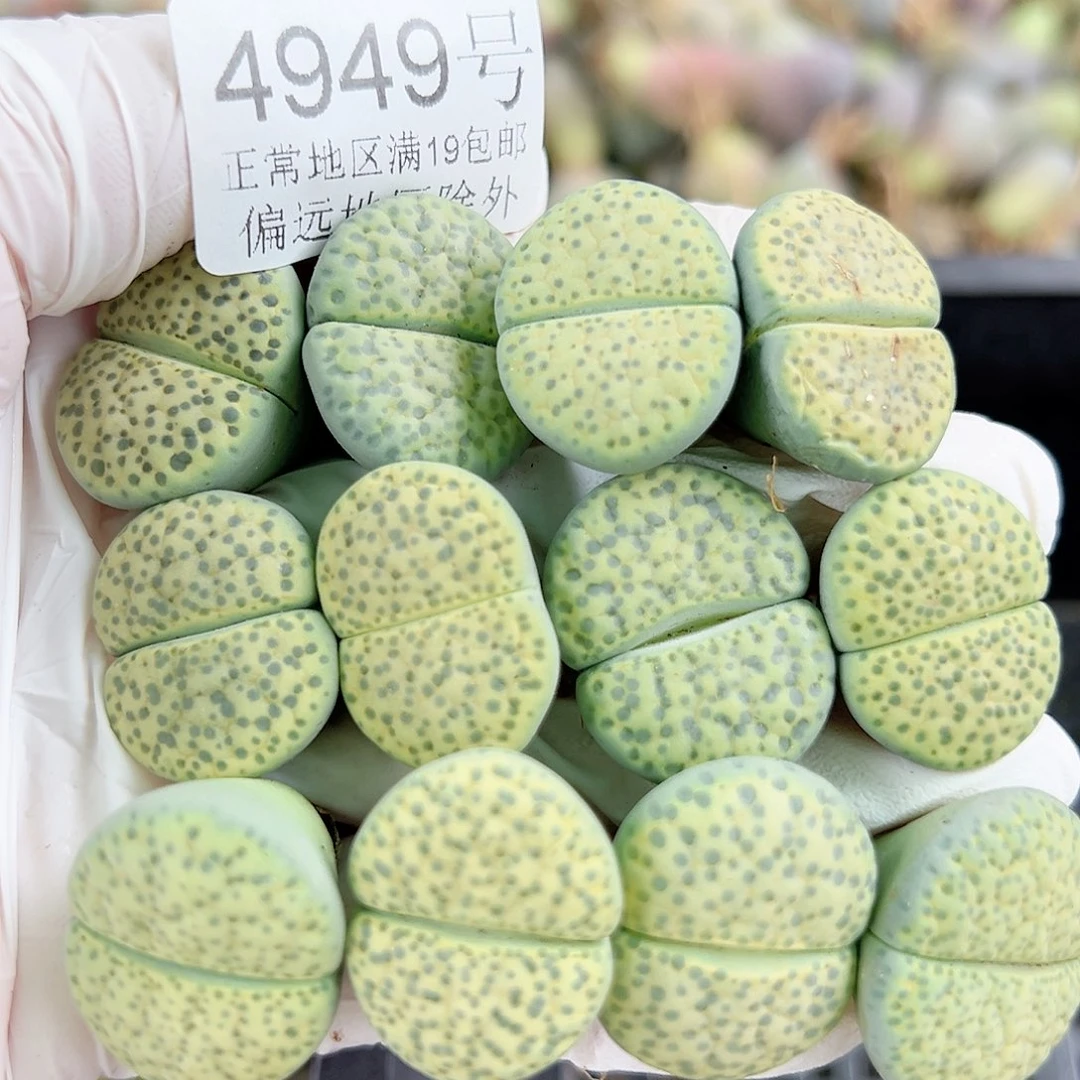 4949 好养易活生石花大母本12个2-2.5cm