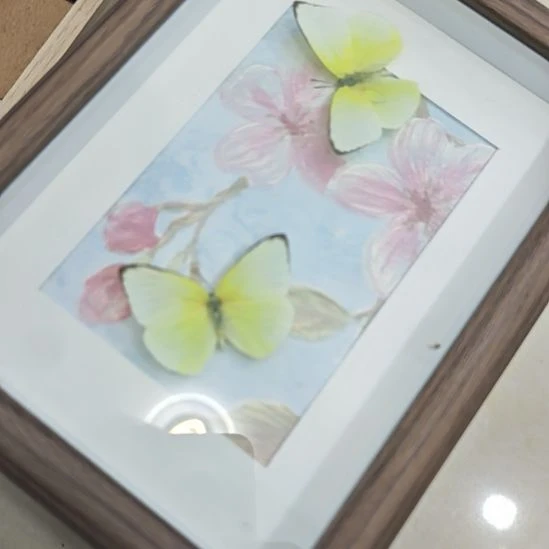 双碟蝴蝶标本浮雕背景福利款