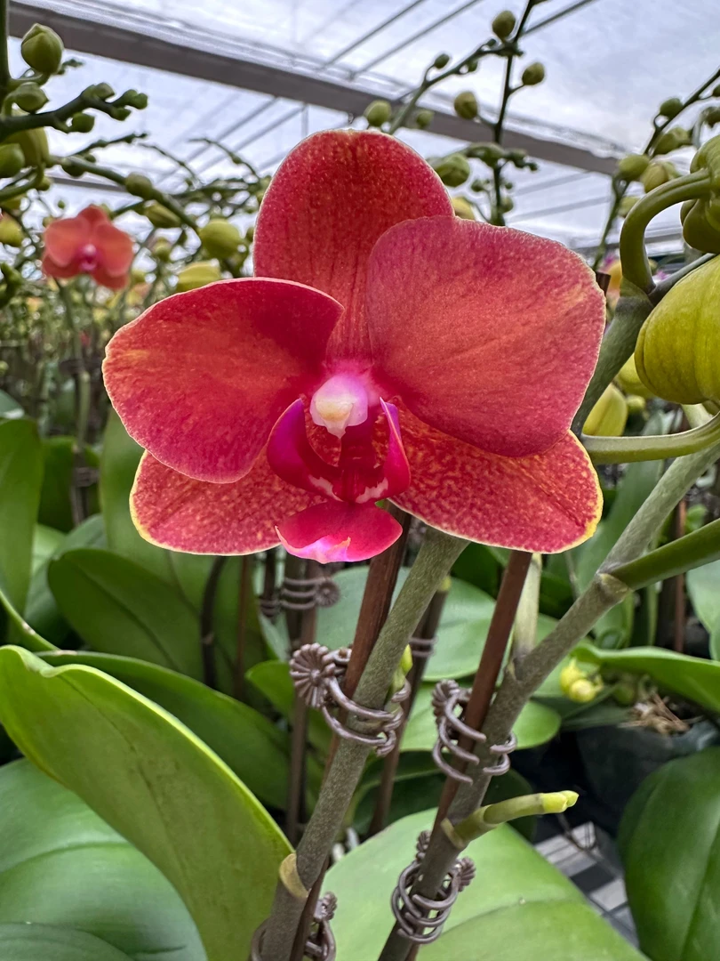 花之恋【金桔】蝴蝶兰鲜花