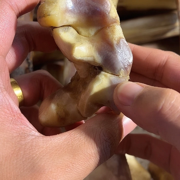 海*獾ZXhu膝盖骨膝盖骨膝盖骨