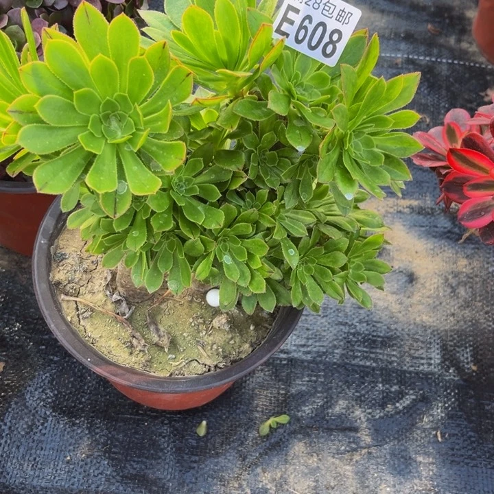 608多肉植物一物一拍