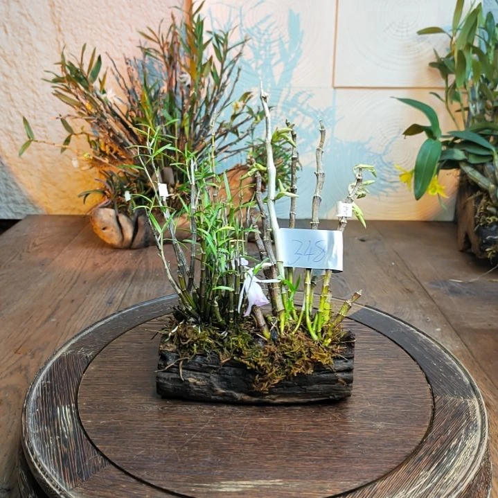 全部花朵348紫苑，姬竹叶花