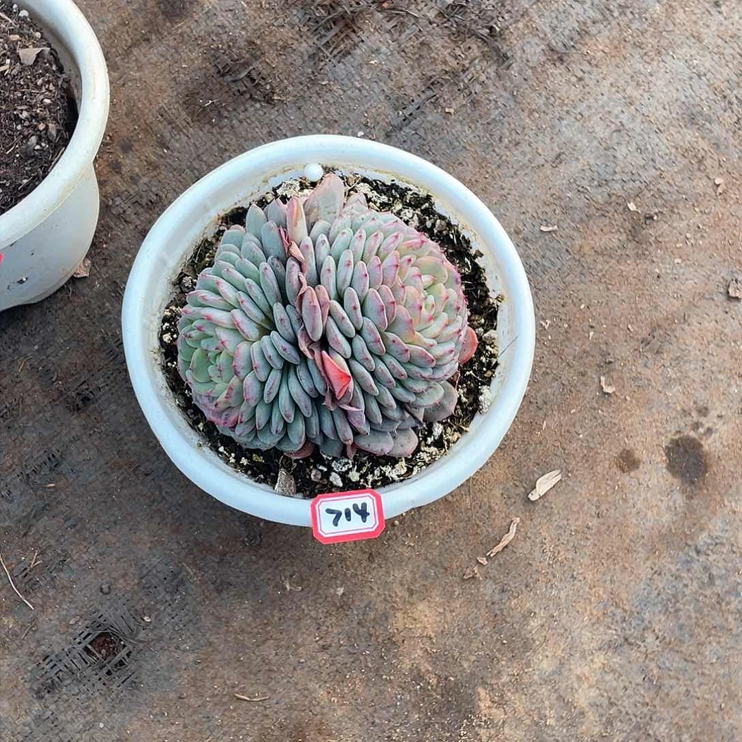 714白胖子 一物一拍多肉