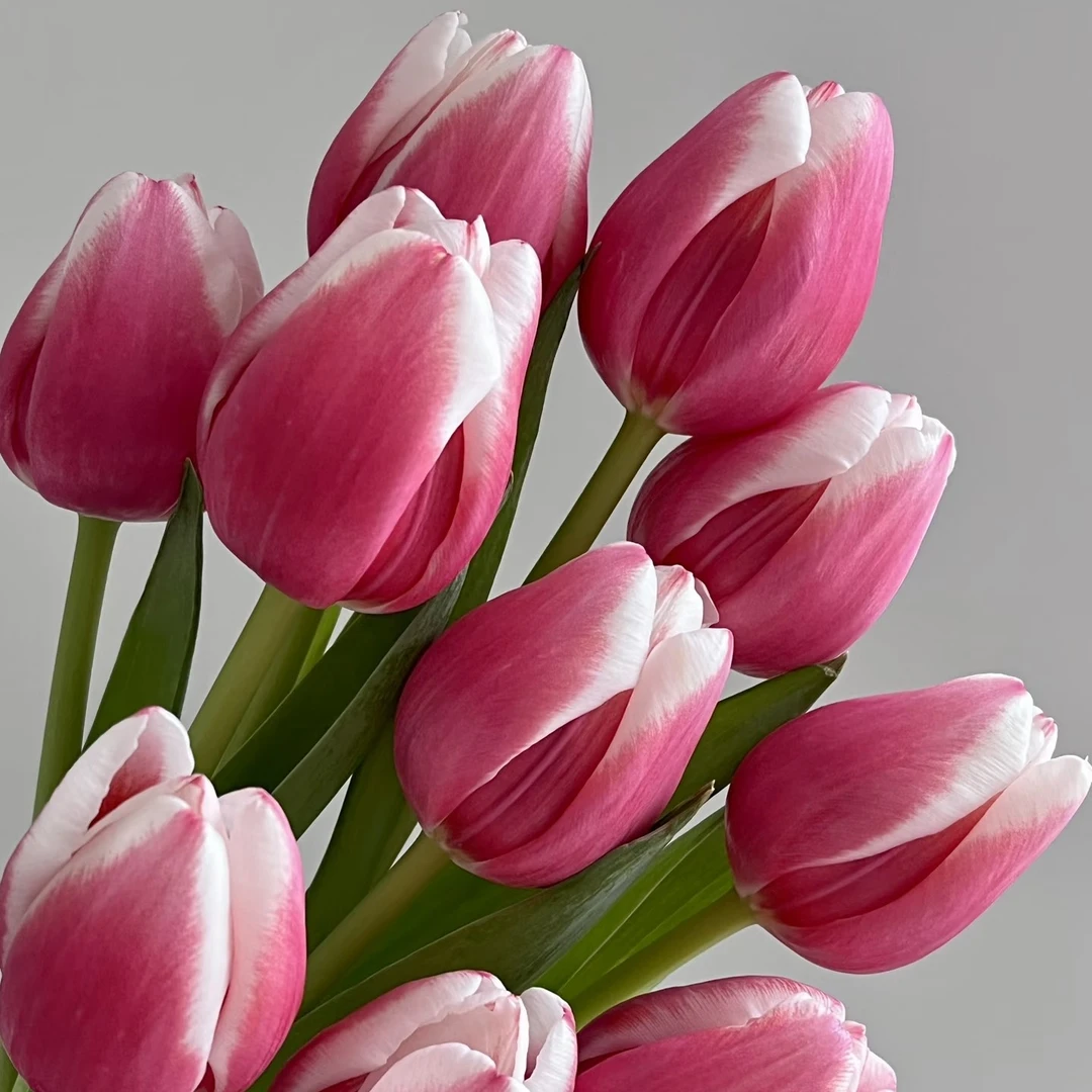 （粉兔子萌动）带香型可开瓣造型东北鲜花基地发货顺丰包邮花束