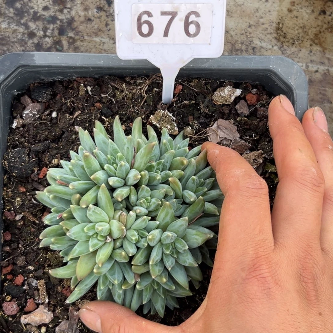 多肉植物莫吉托个体群676