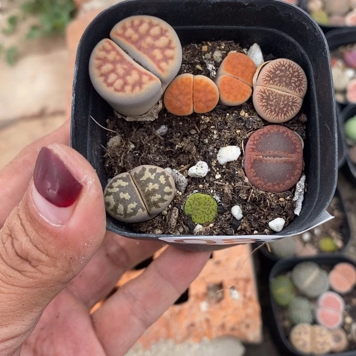 兔**姐生石花等植物089