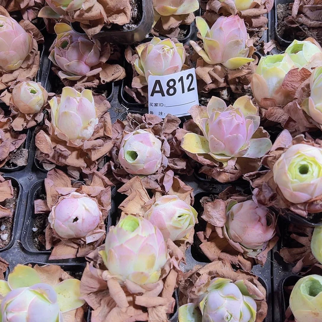 812黄金帕母本一个发样品