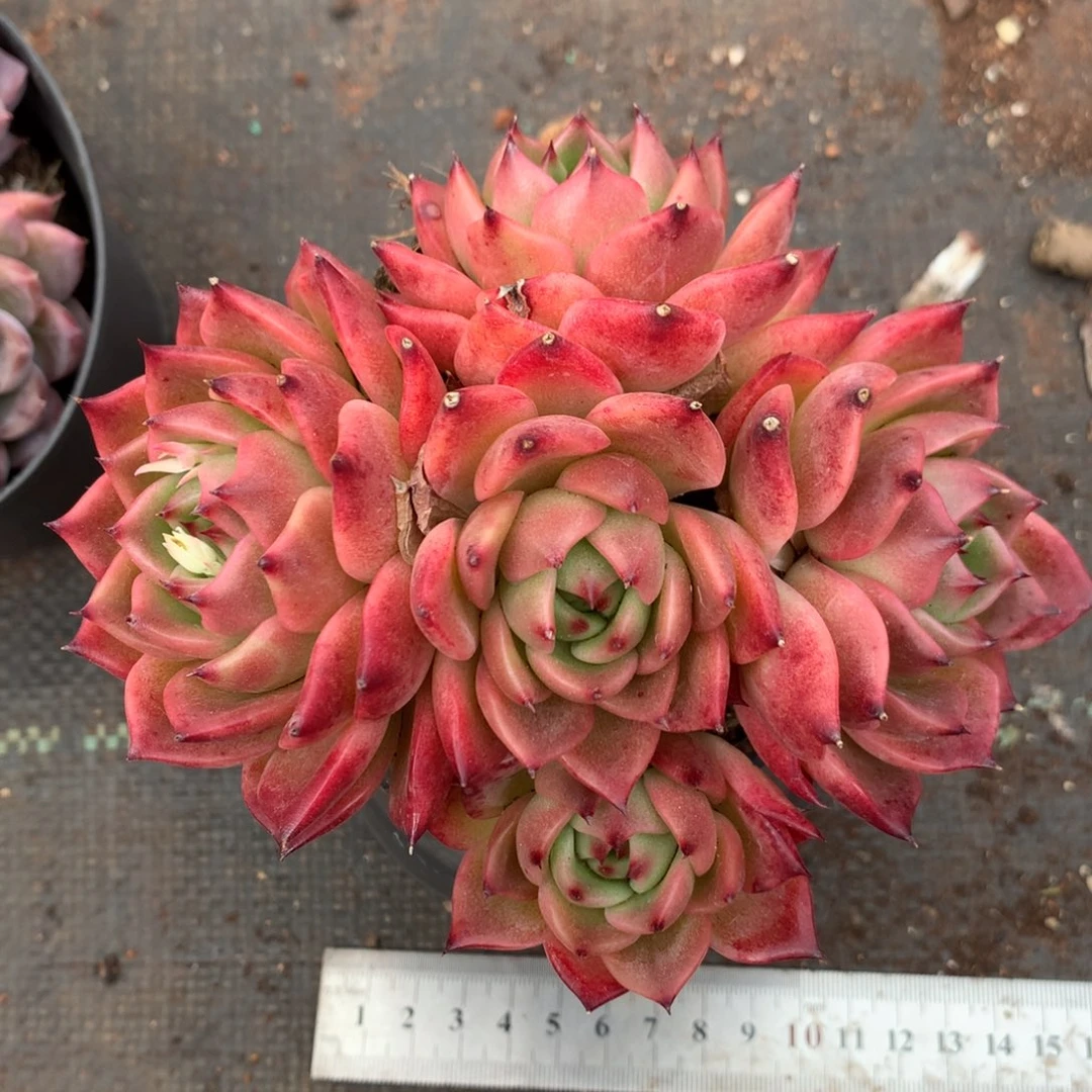 489杂交精品基地12厘米