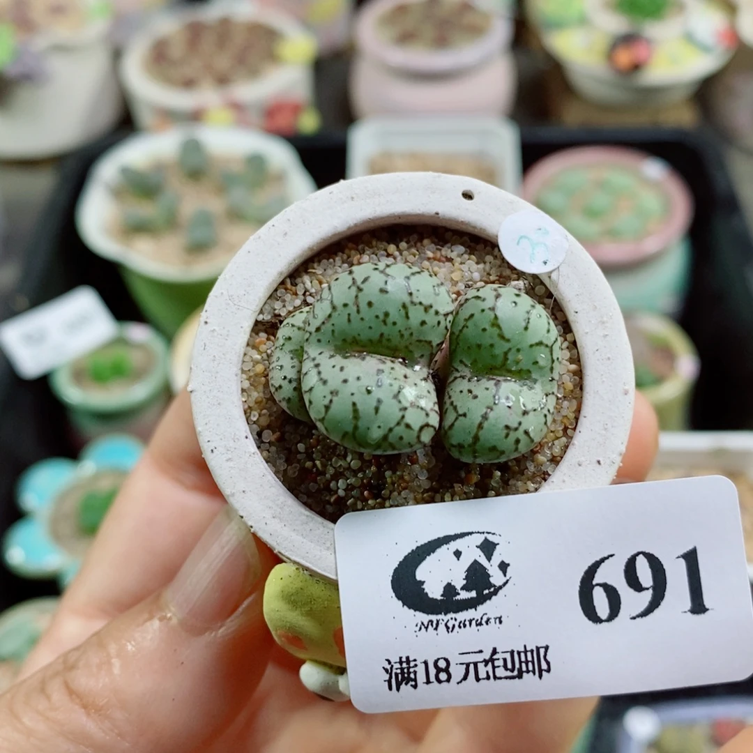 生石花花花花花花花691