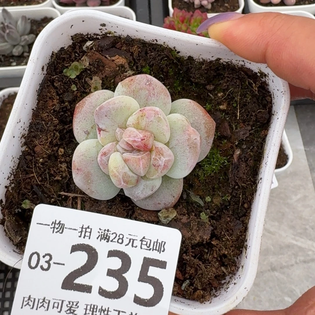 石化冰玉无盆土发货无盆