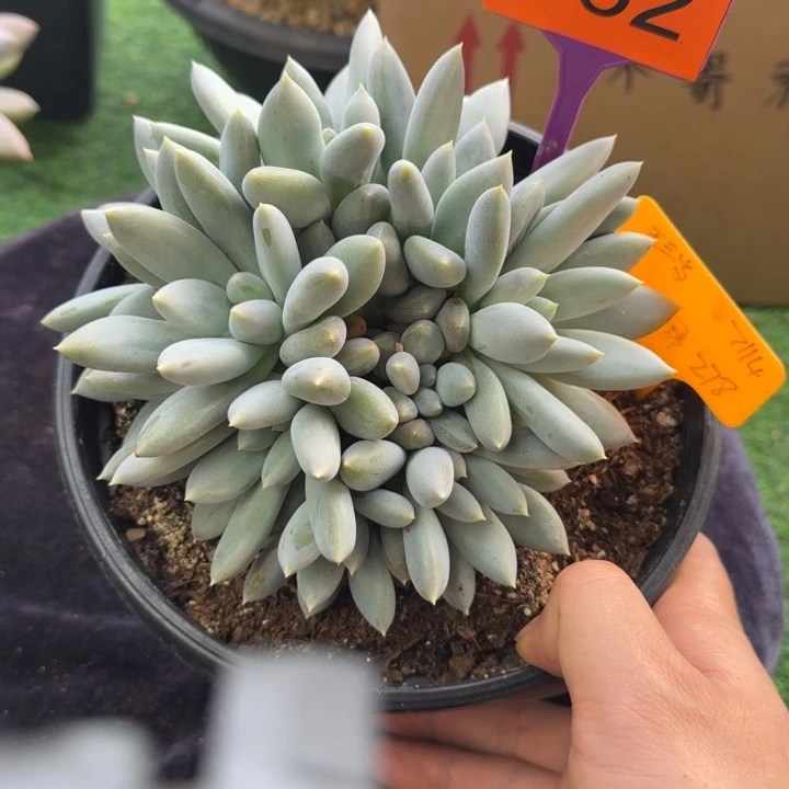多肉植物哥特群352