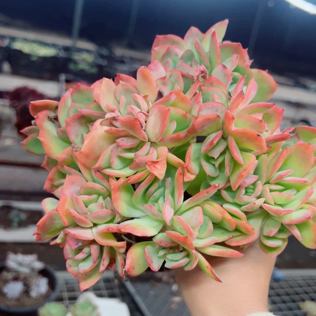 绮罗仙子朵朵缀化