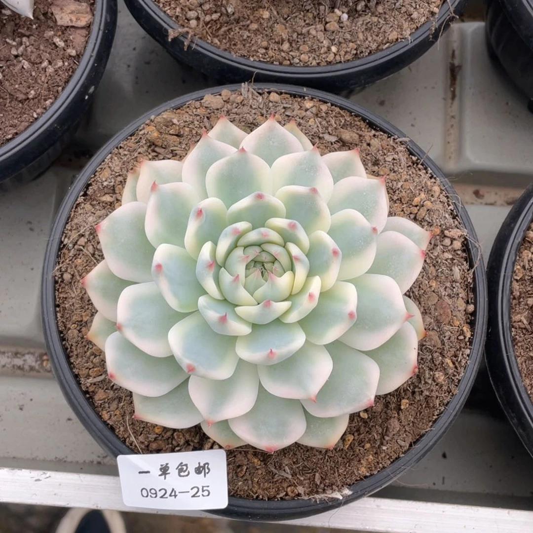 0924-25-吉娃娃锦。。。。。