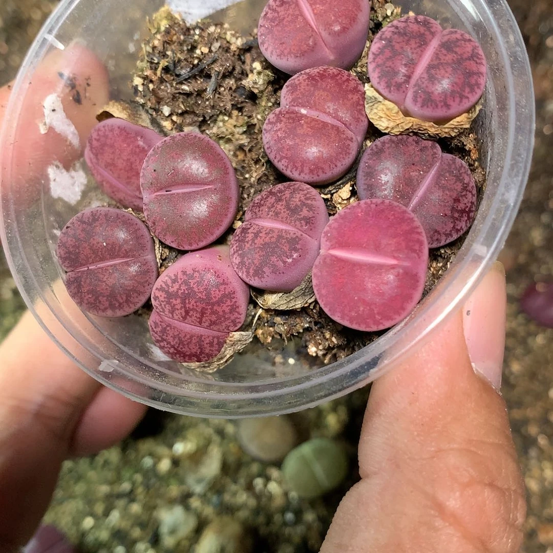 巧****iD809的人多肉植物保护