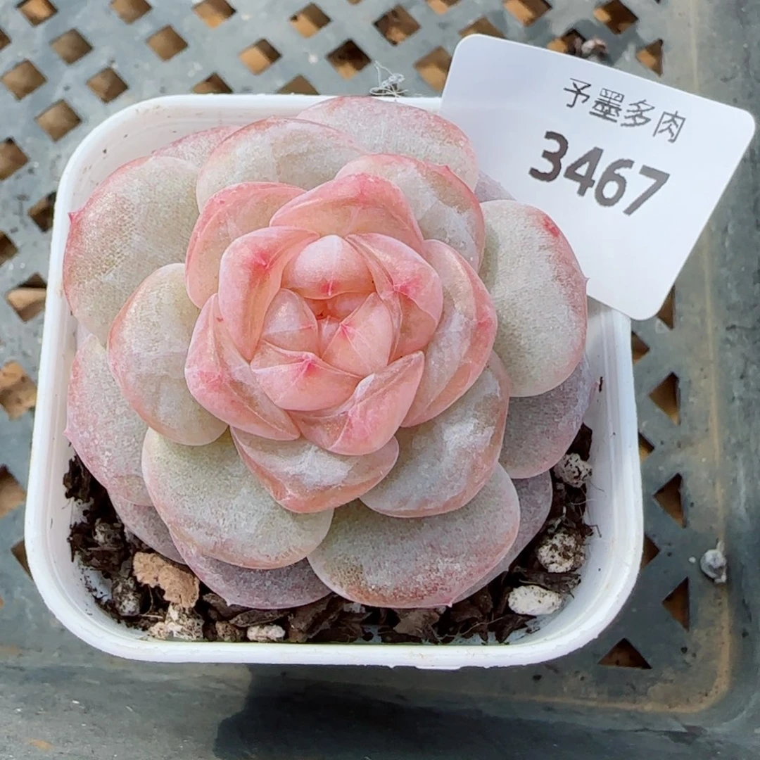 孤品珍妮，3467多肉植物