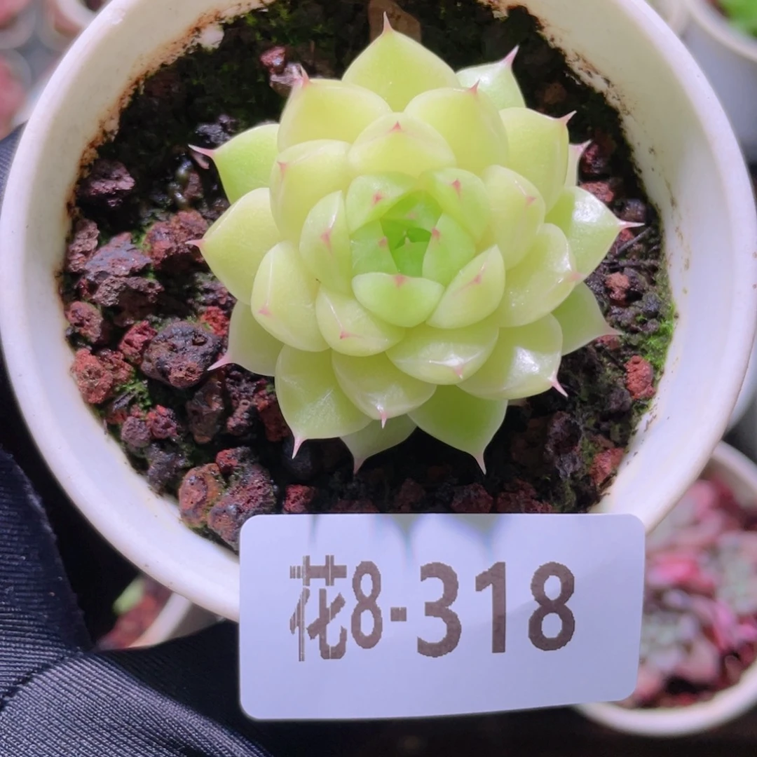 花利美8-318麦秆单头