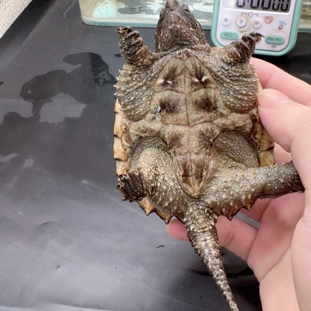 小鳄龟不分公母444