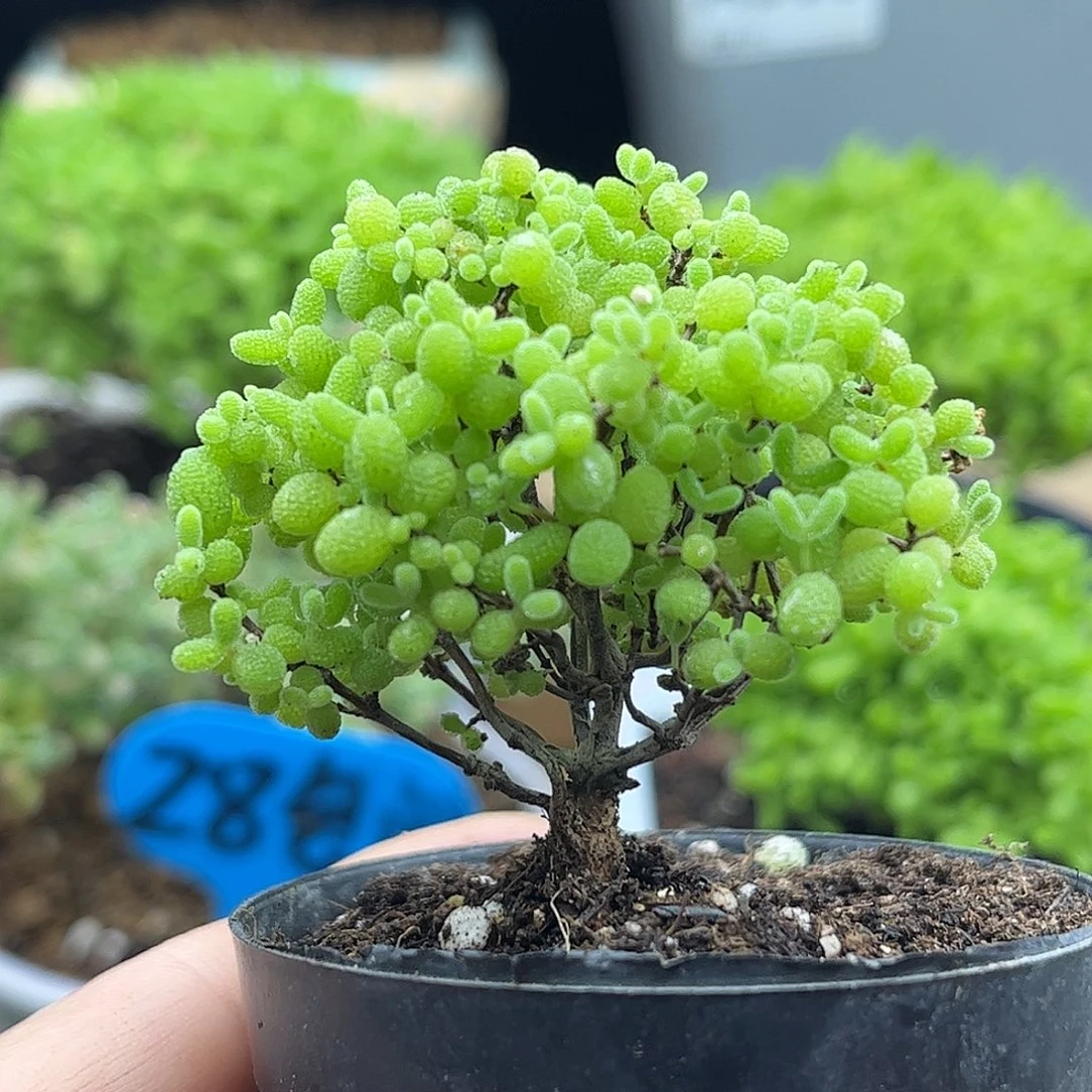 28蜜桔糖球优选枝干