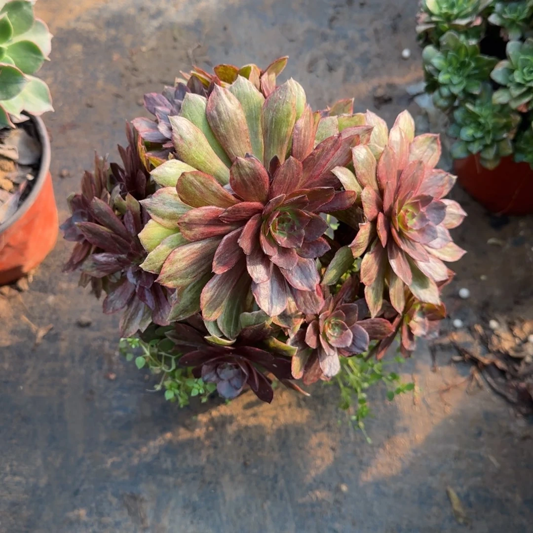 红丝绒789满20包邮断枝不包