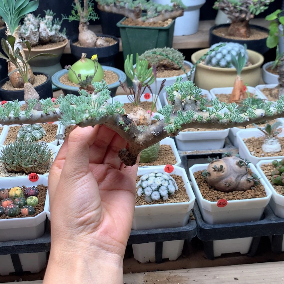 产地白皮月界脱土多肉