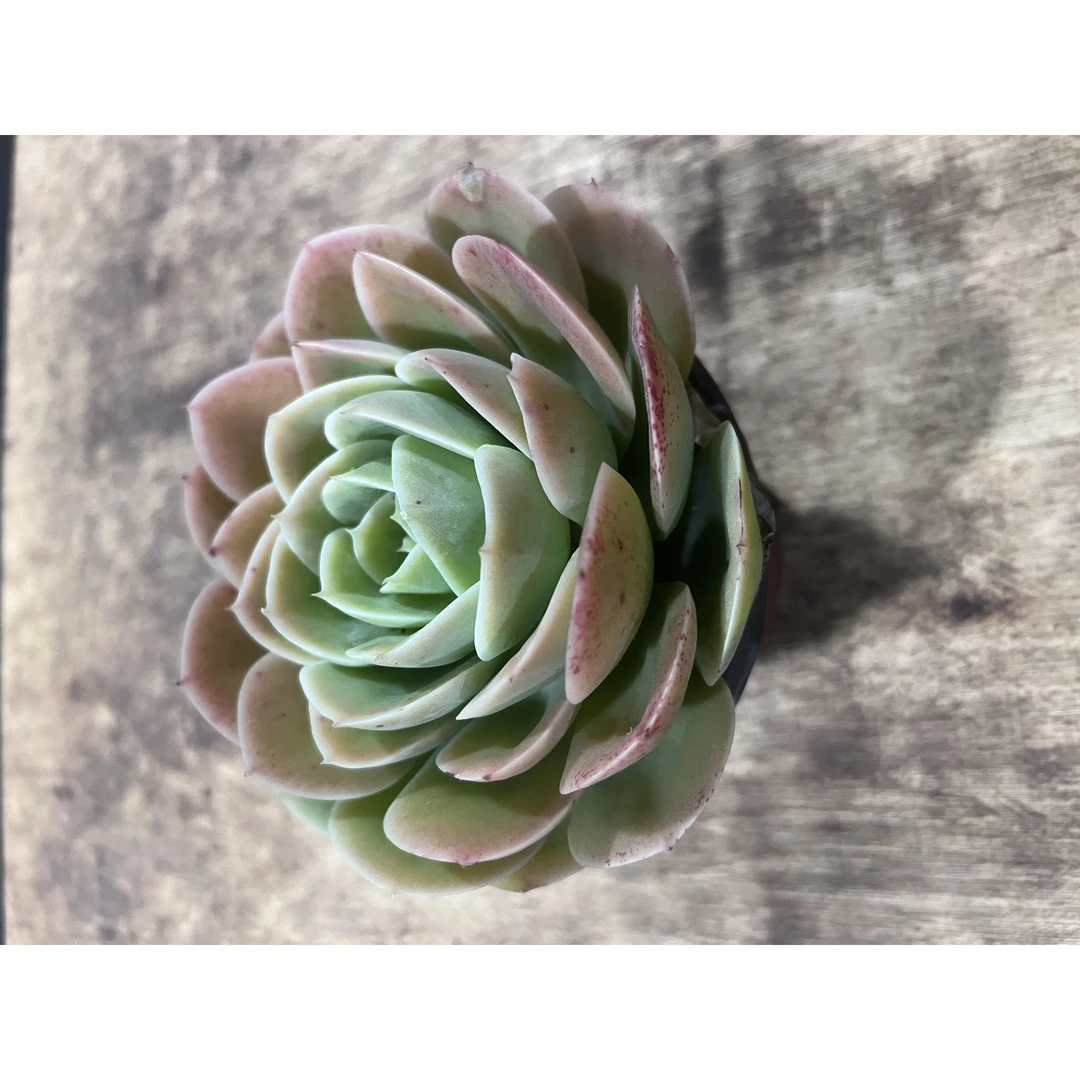 王小二多肉星娜塔12杯冠幅10-12厘米多肉植物带基地原盆原土发货