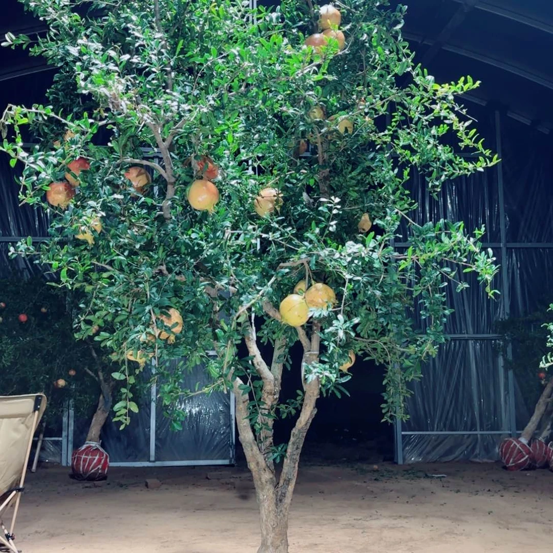 完全开放12345688