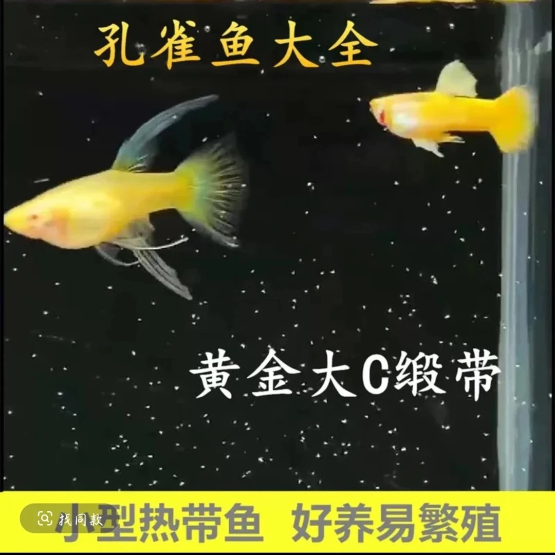 小型热带观赏鱼  精品黄金大C孔雀鱼种鱼 好看好养（入缸后不包损）